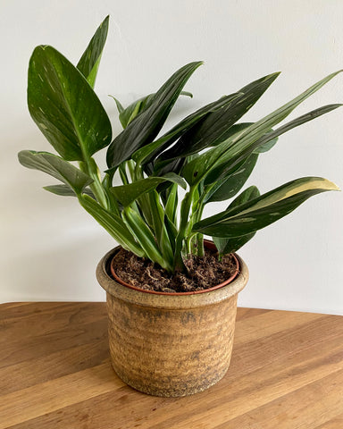 Vintage ceramic brown pot